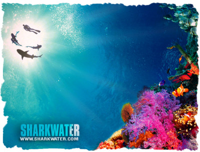 sharkwater.jpg